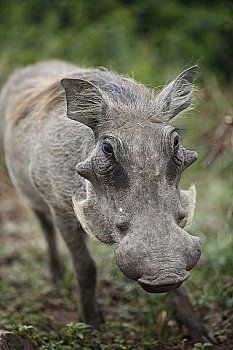 cầu lô kép