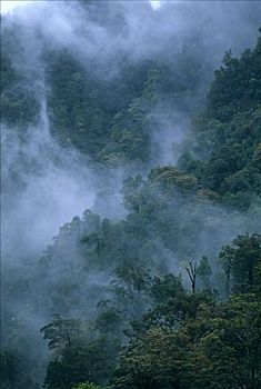 bạch thủ miền bắc