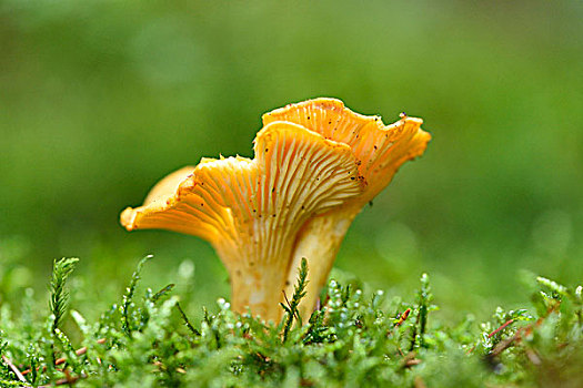 soi cầu 568
